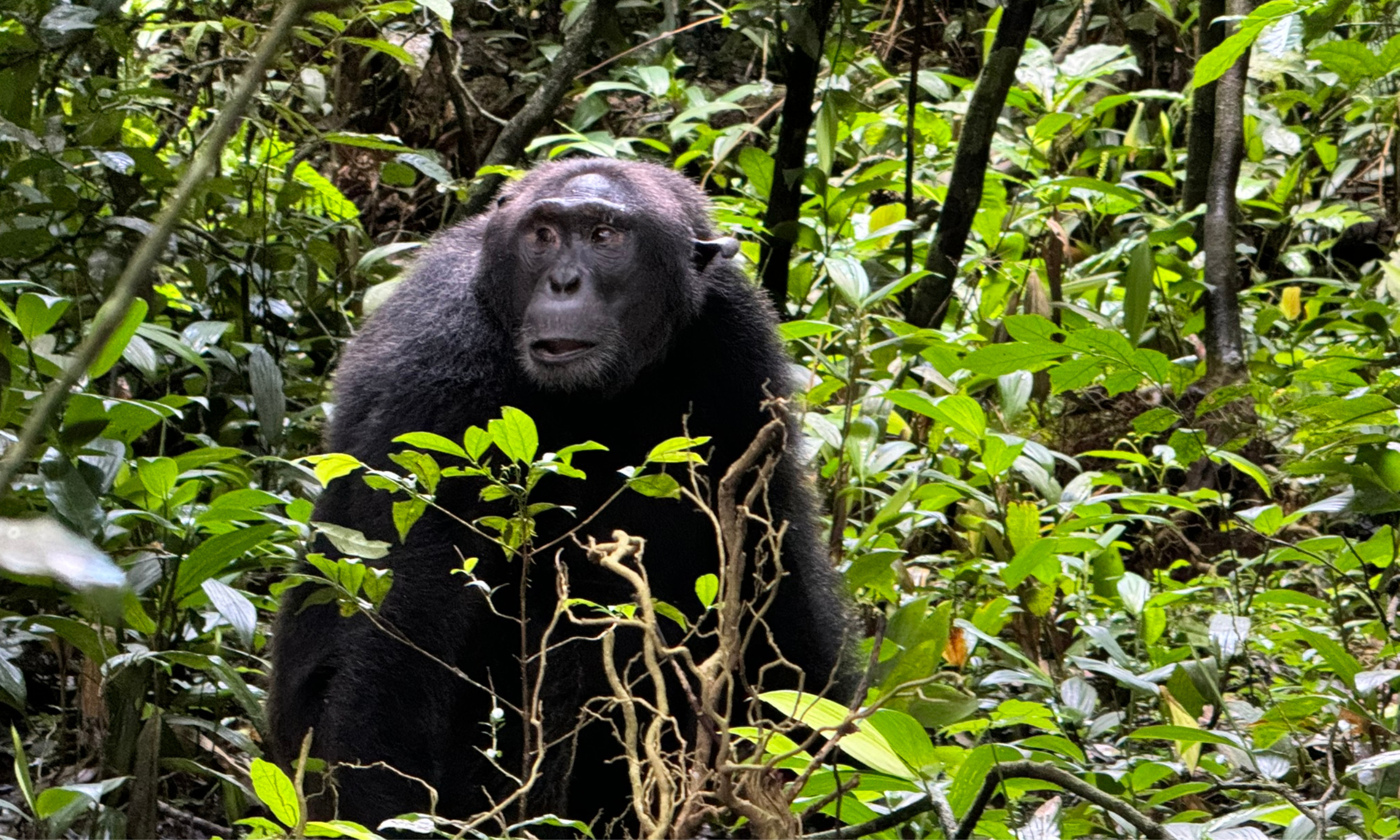 Escenas del Parque Nacional Kibale mostrando densos bosques, chimpancés y otras especies de vida silvestre