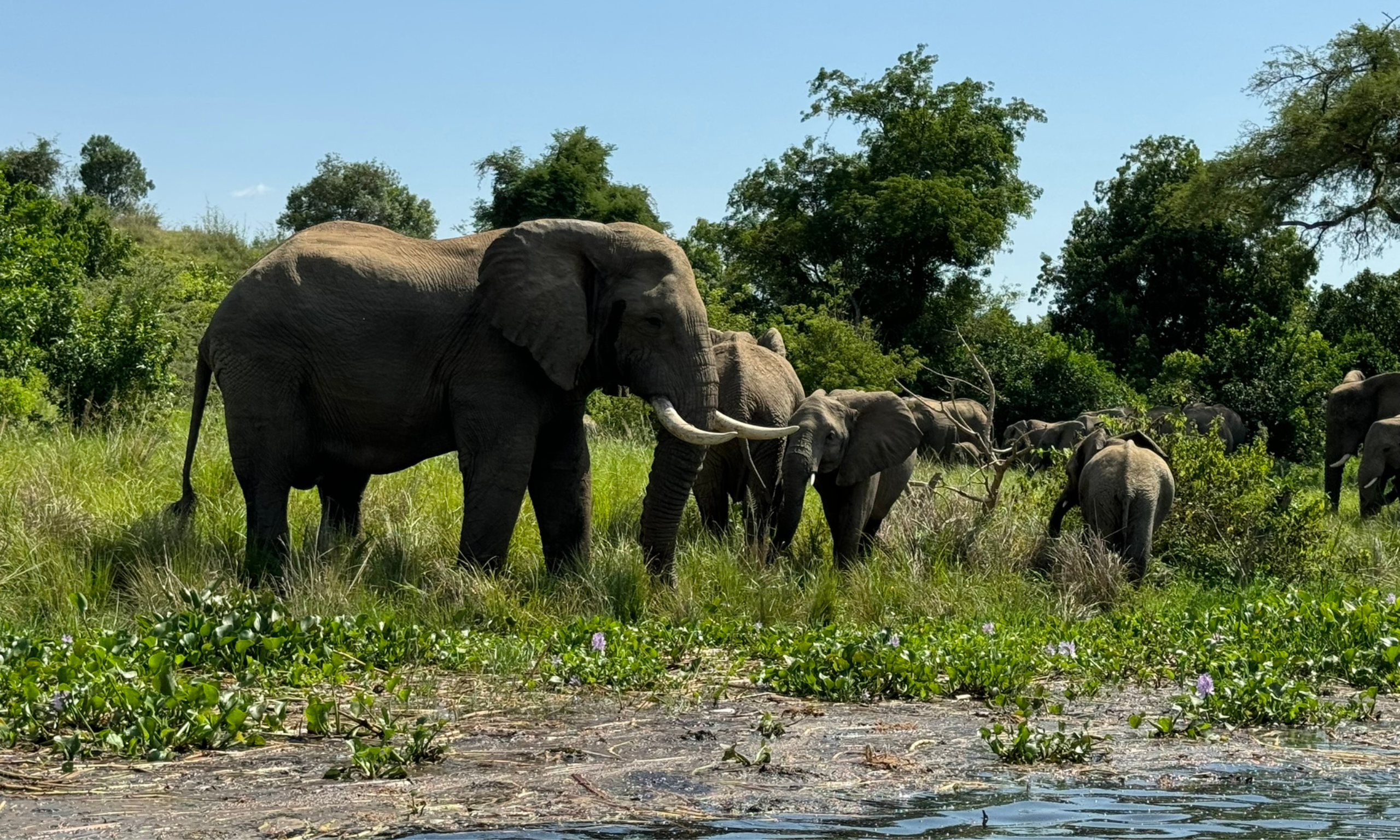Escenas variadas del Parque Nacional Murchison Falls, destacando safaris, la vida silvestre africana y las cataratas monumentales